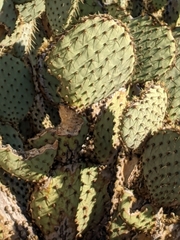 Opuntia chlorotica