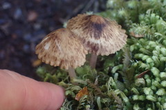 Pseudohydropus parafunebris