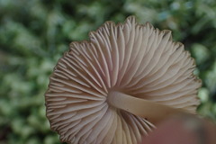 Pseudohydropus parafunebris