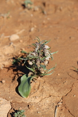 Fritillaria stenanthera