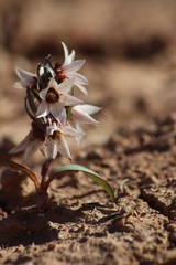 Fritillaria stenanthera