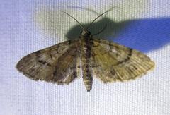 Eupithecia palpata