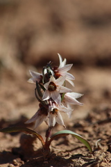 Fritillaria stenanthera