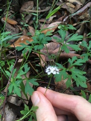 Trachymene procumbens