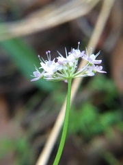 Trachymene procumbens