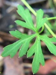 Trachymene procumbens