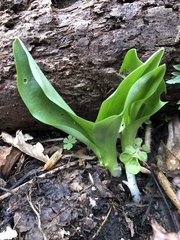 Galearis spectabilis