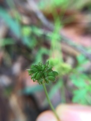 Trachymene procumbens