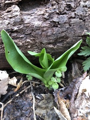 Galearis spectabilis