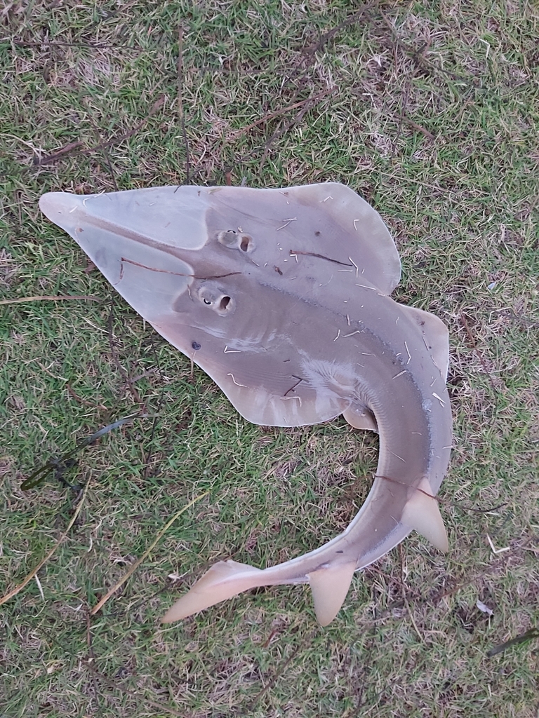 Giant shovelnose ray (Glaucostegus typus) — Rhinobatidae