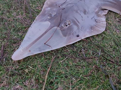 Reuzen-gitaarrog (Glaucostegus typus) — Rhinobatidae — 3
