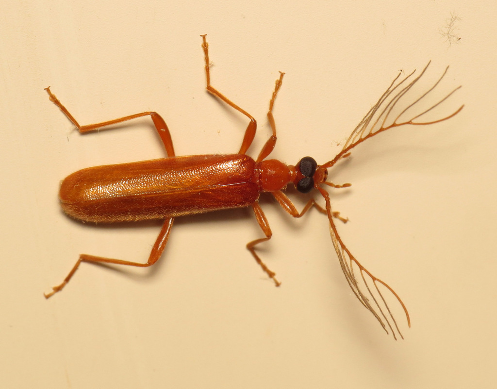 Uniform Fire-coloured Beetle