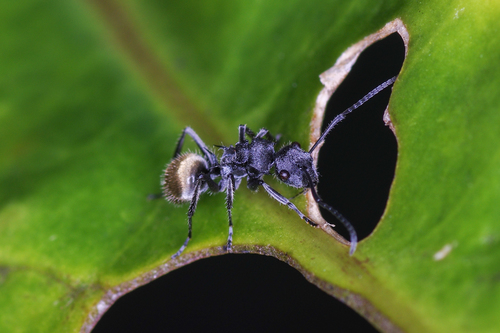 Polyrhachis guerini