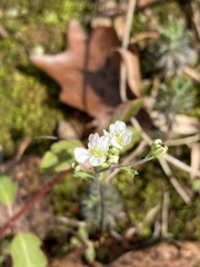 Draba ramosissima