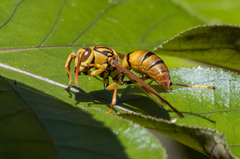 Polistes diabolicus