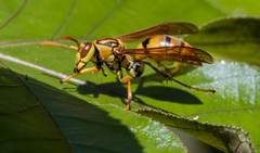 Polistes diabolicus