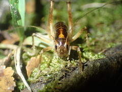 Hemiandrus maculifrons