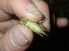 Hemiandrus maculifrons