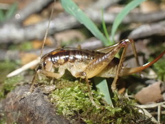 Hemiandrus maculifrons