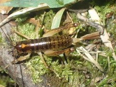 Hemiandrus maculifrons