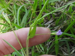 Lathyrus pusillus