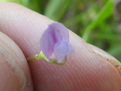 Lathyrus pusillus