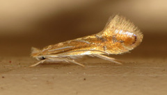 Phyllonorycter basistrigella