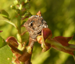 Contarinia cerasiserotinae