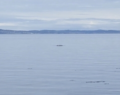 Eschrichtius robustus