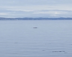 Eschrichtius robustus