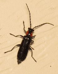 Cantharis tuberculata