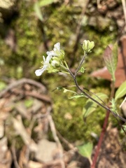Draba ramosissima