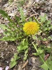 Taraxacum officinale