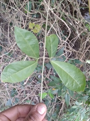 Bignonia callistegioides