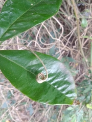 Bignonia callistegioides