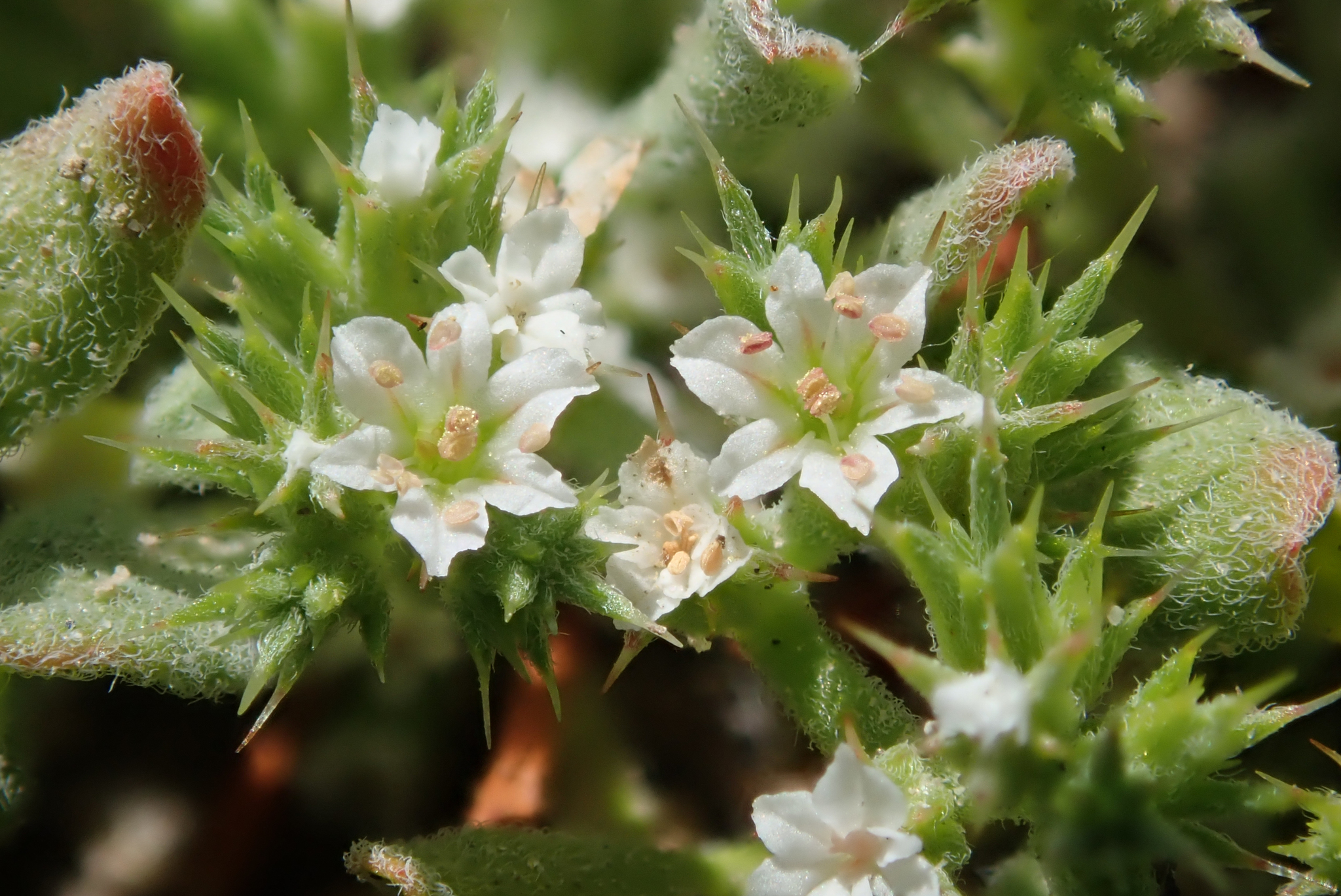 Chorizanthe parryi var. fernandina