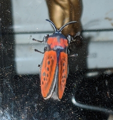 Edebessa nigropuncta