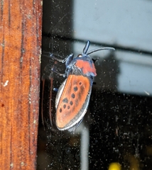 Edebessa nigropuncta