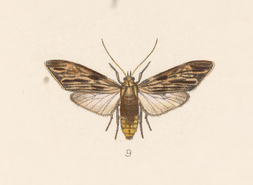 Eucereon striata
