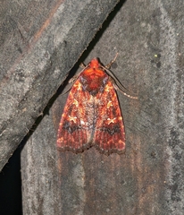 Perigea ignitincta