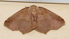 Antepione thisoaria