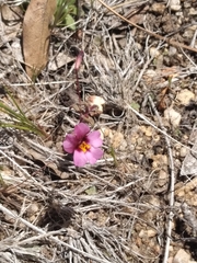 Erythranthe purpurea