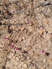 Erythranthe purpurea