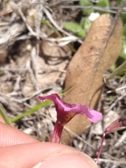 Erythranthe purpurea