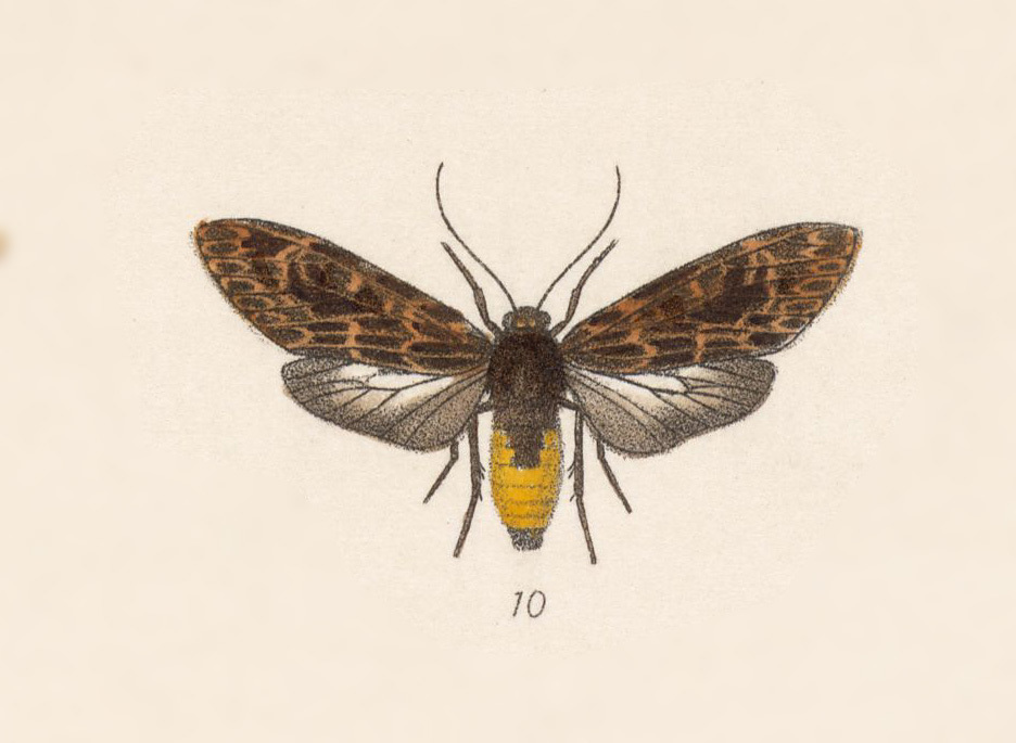 Stollius amadis
