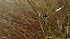 Heliothodes diminutiva