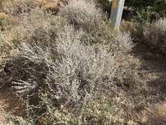 Brickellia incana