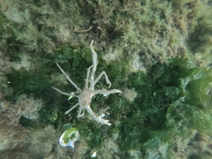 Eurypodius longirostris