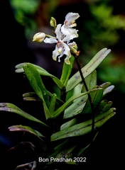 Cymbilabia undulata