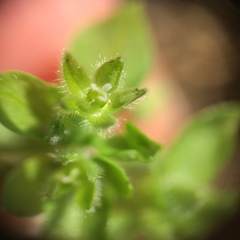 Stellaria apetala